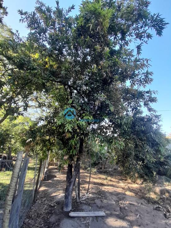 sitio-venda-bandeirinhas-betim-1027690