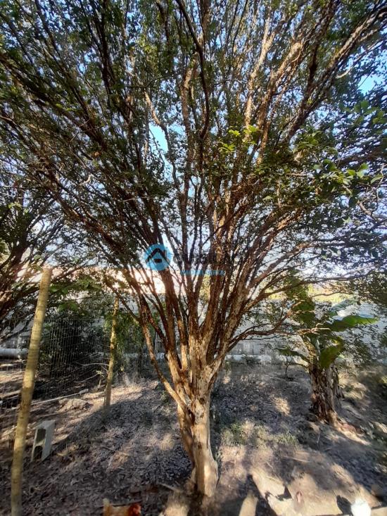 sitio-venda-bandeirinhas-betim-1027701