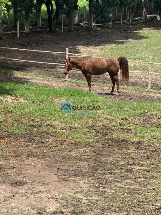 fazenda-venda-mario-campos-betim-1047418