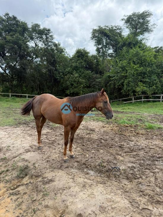 fazenda-venda-mario-campos-betim-1047405